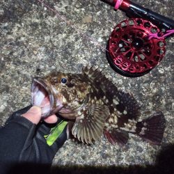 2022/02/26 南港ヘチ釣り釣行