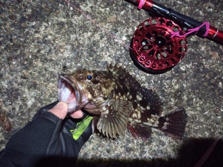 2022/02/26 南港ヘチ釣り釣行