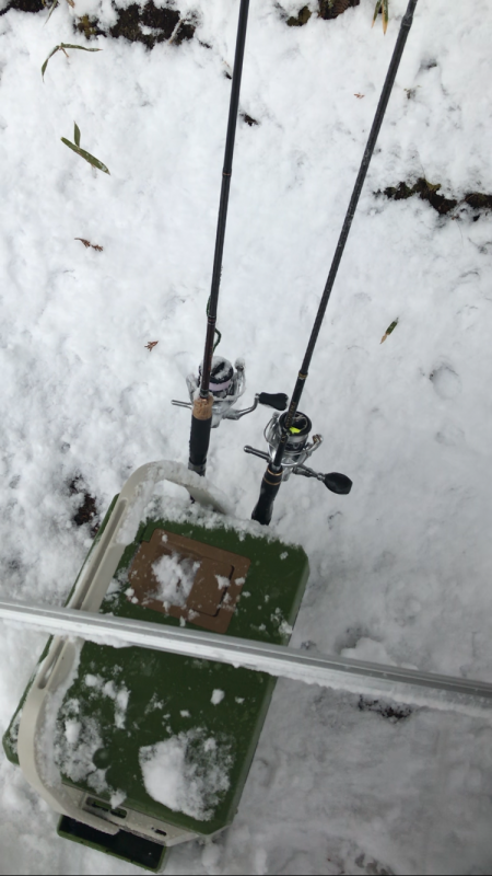 今年初トラウト!