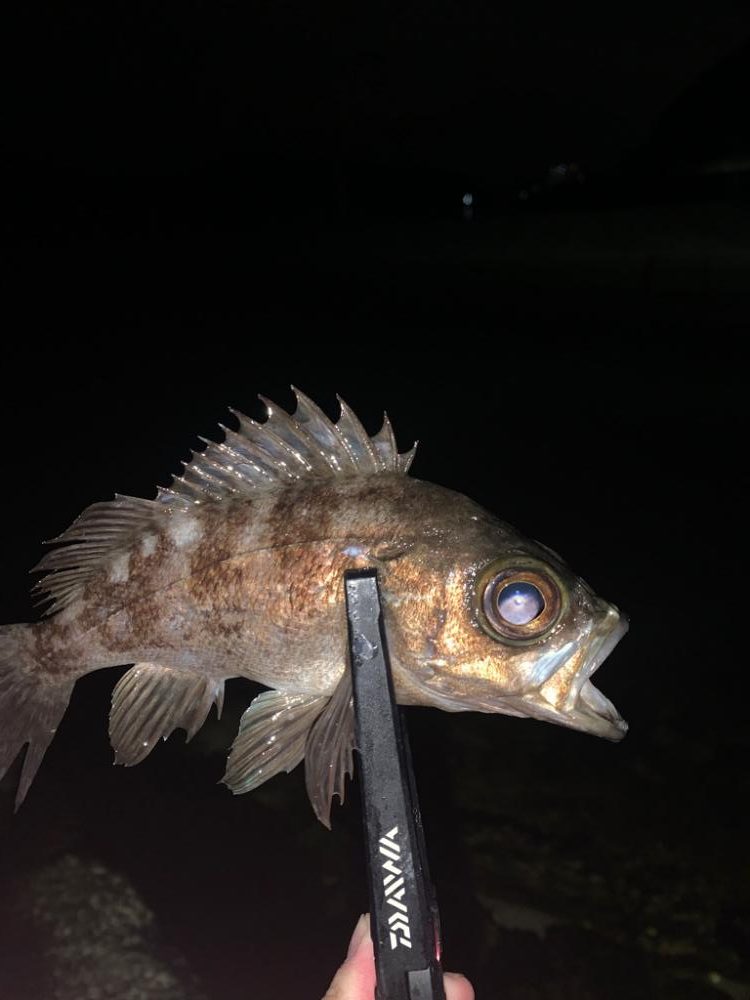 ライトゲーム釣行