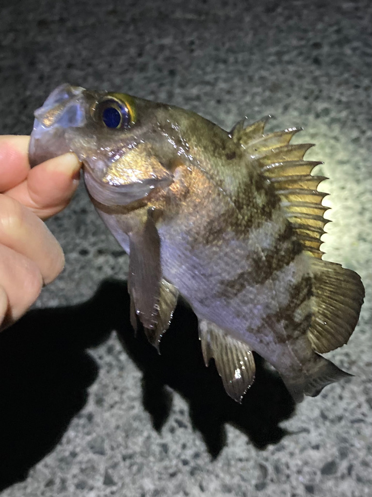 メバル上がり調子