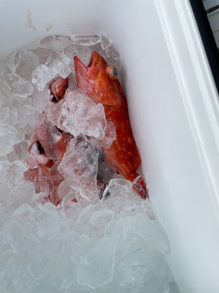 中深海ジギング