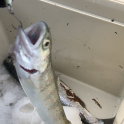 エリアトラウト数釣り？