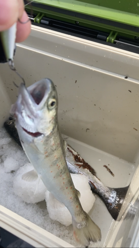 エリアトラウト数釣り？