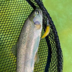 土日明けの月曜日エリアトラウト  かめプー…