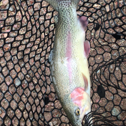 またもや庄原トラウト