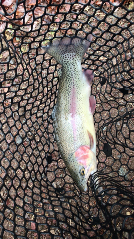 またもや庄原トラウト