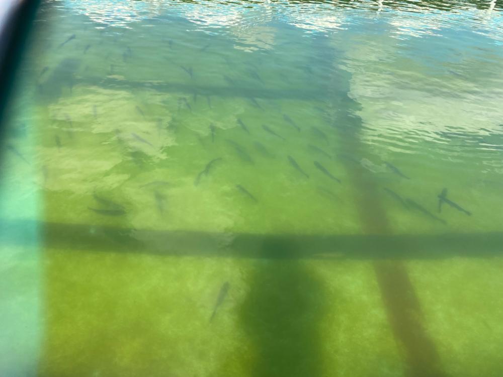 かめプー　亀岡市　