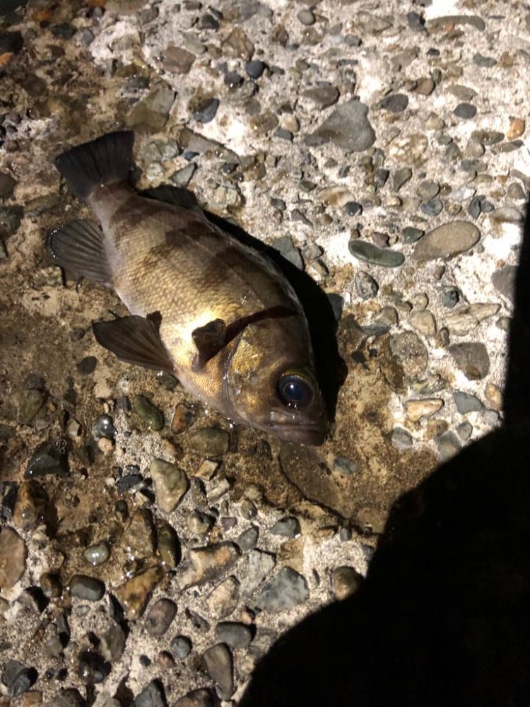 淡路メバリング