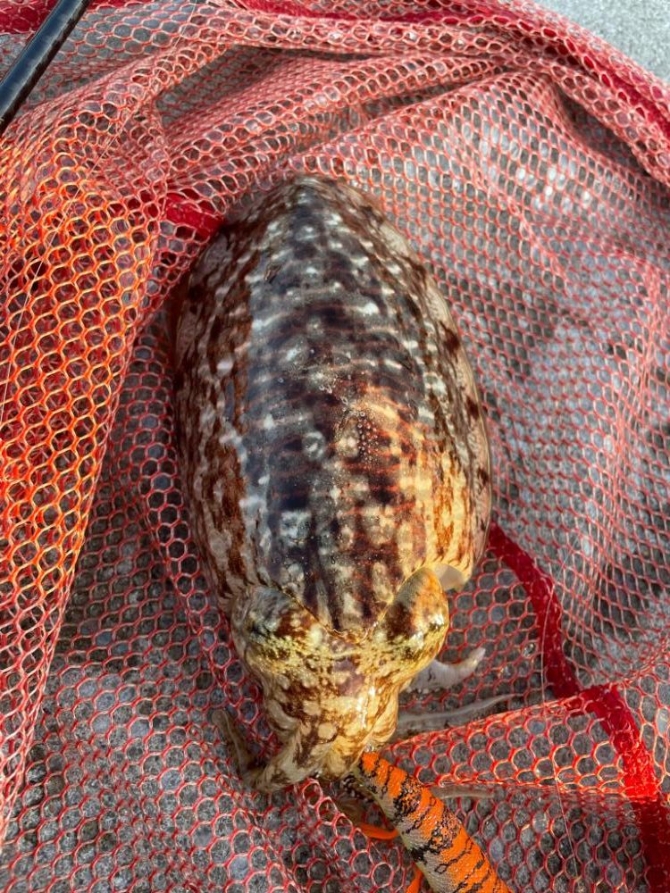 癒しのエギング