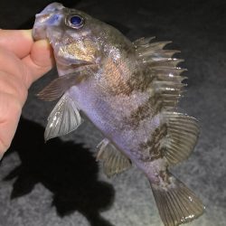 ナイスメバル出ました