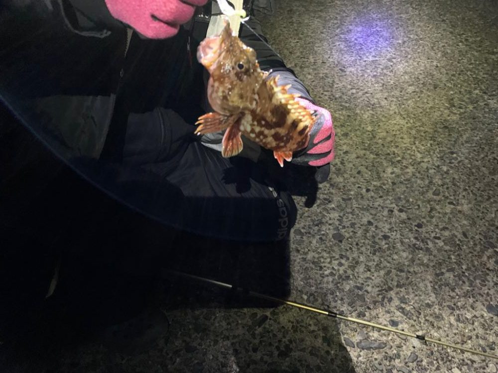 漁港でカマス狙い！カサゴも？