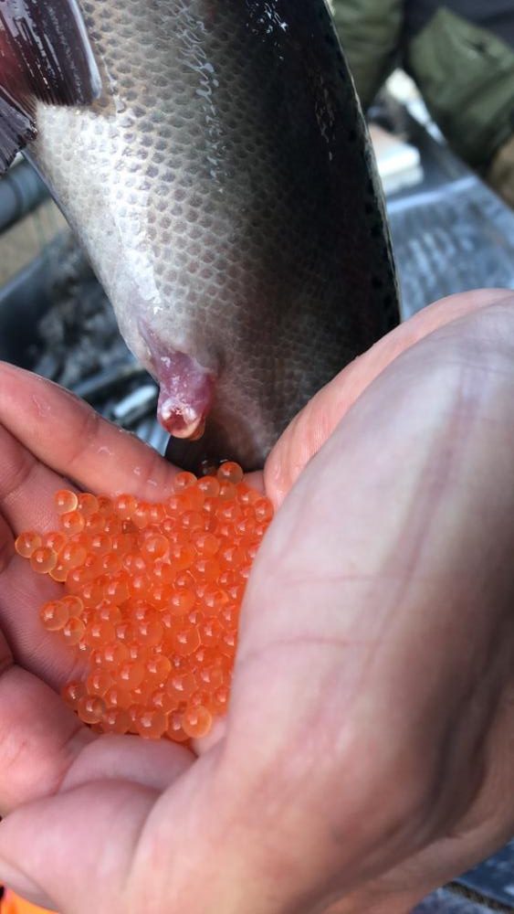 極寒ニジマス釣り!