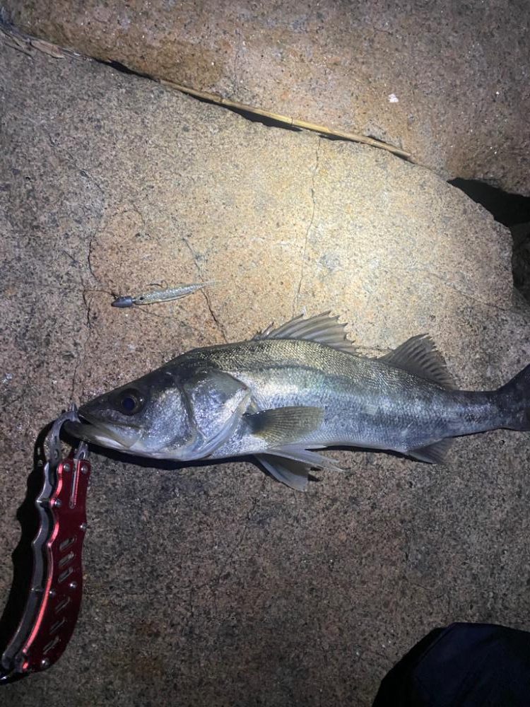 シーバスマルチヒット