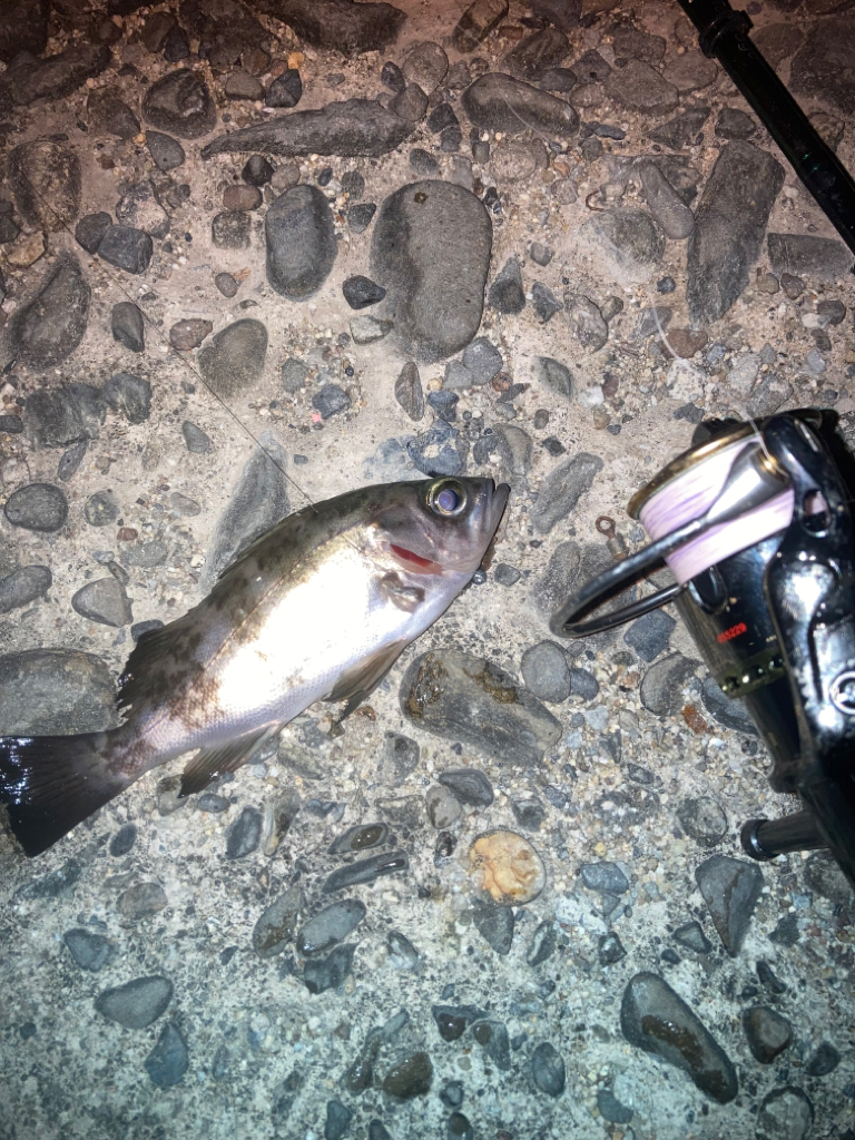 虫ヘッドでメバリング