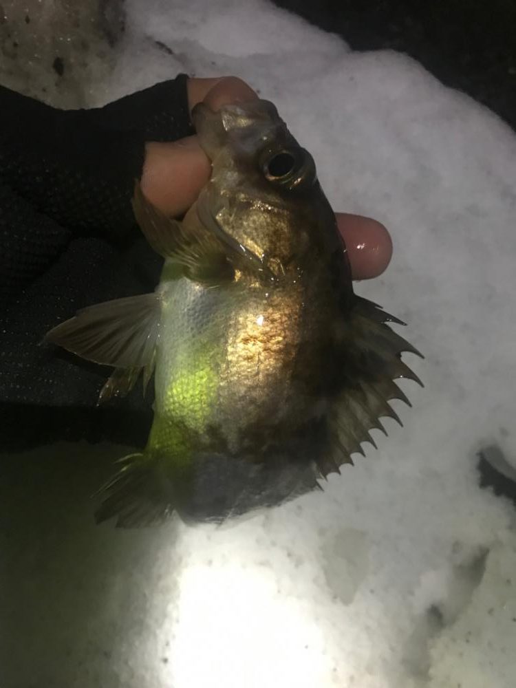 メバルとタケノコ