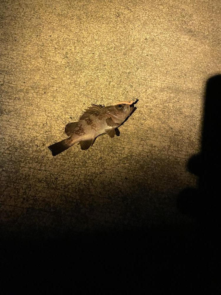 メバリングへ香住東港へ