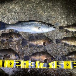 【メバリング】フロートメバリング