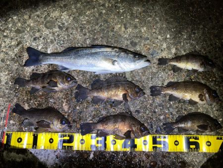 【メバリング】フロートメバリング