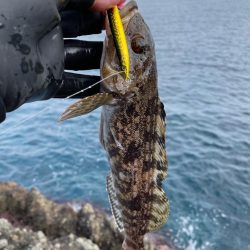 ホッケ祭り開催中！