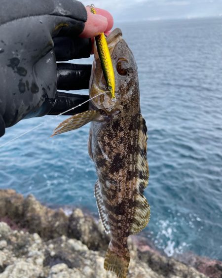 ホッケ祭り開催中！