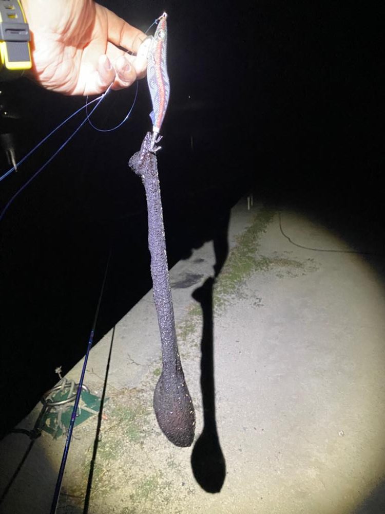 バースデーアオリイカ頂きました〜！