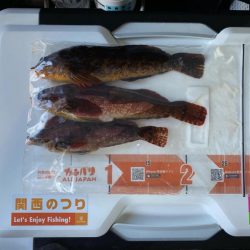 花見カレイ、アイナメ、五目釣り