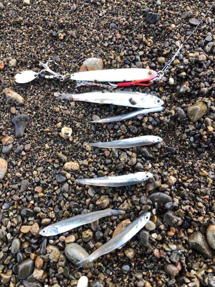 真冬の青物は格別⁉️