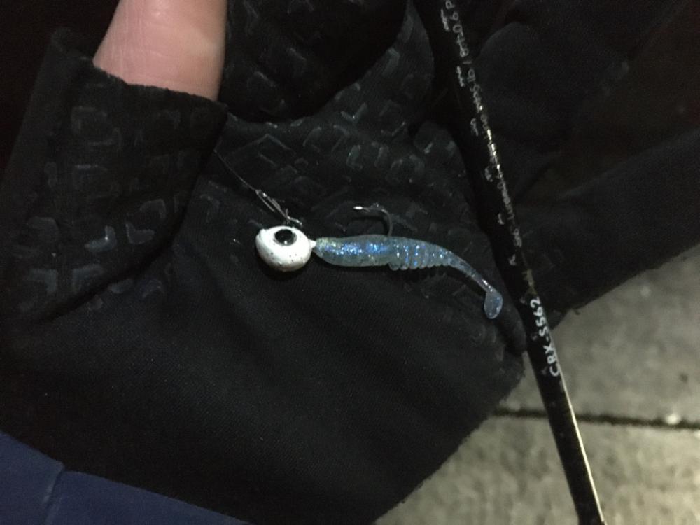 夏泊メバリング