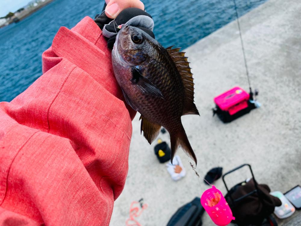 離島で良型アジをフカセ釣り