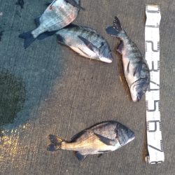 2/19どしゃ降りの中の釣果