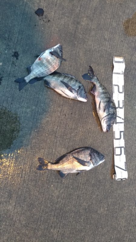 2/19どしゃ降りの中の釣果