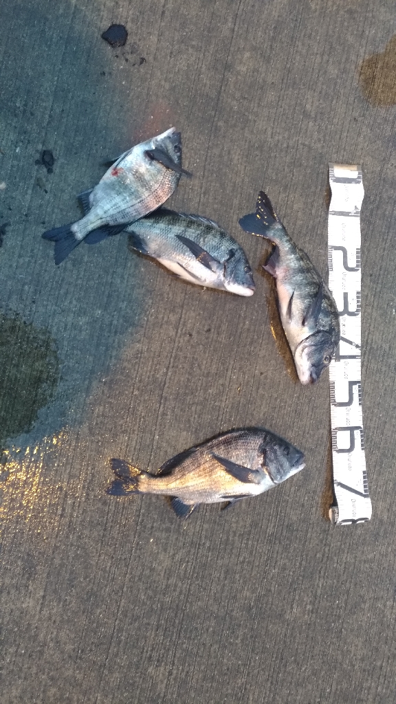 2/19どしゃ降りの中の釣果