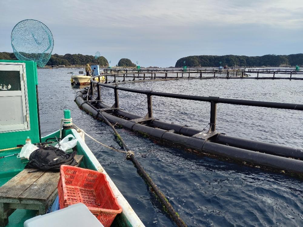 初かせ釣り、ブリには届かず