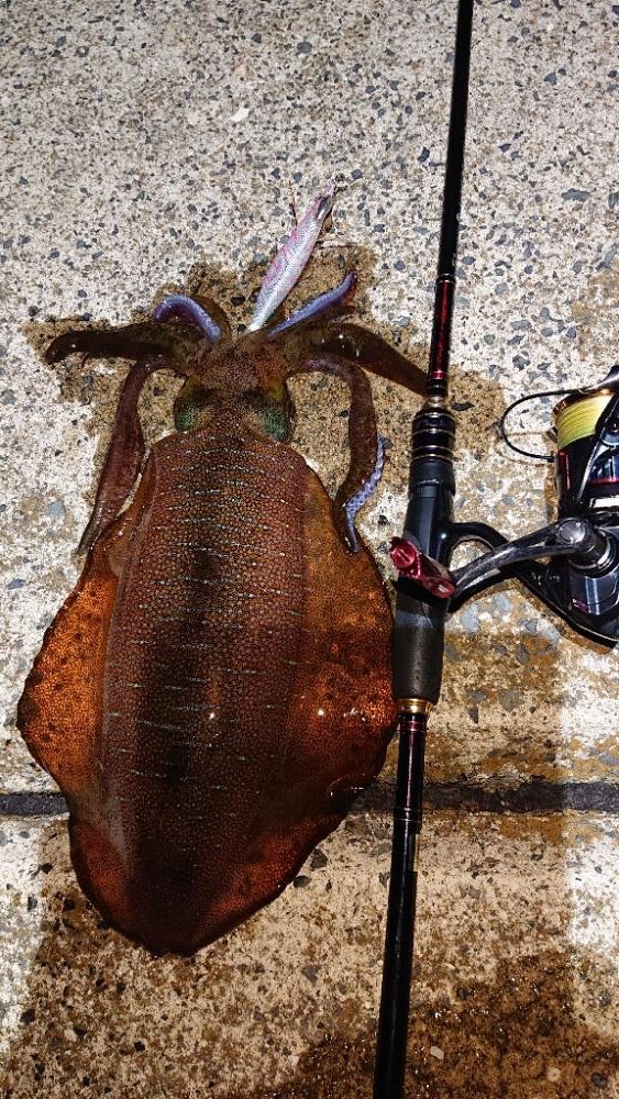 対馬エギング釣果……⑬