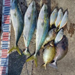 えり丸ブリリベンジ