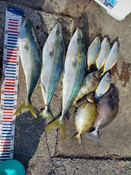 えり丸ブリリベンジ