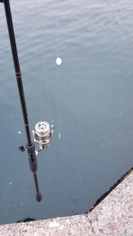 尺アジでーす。