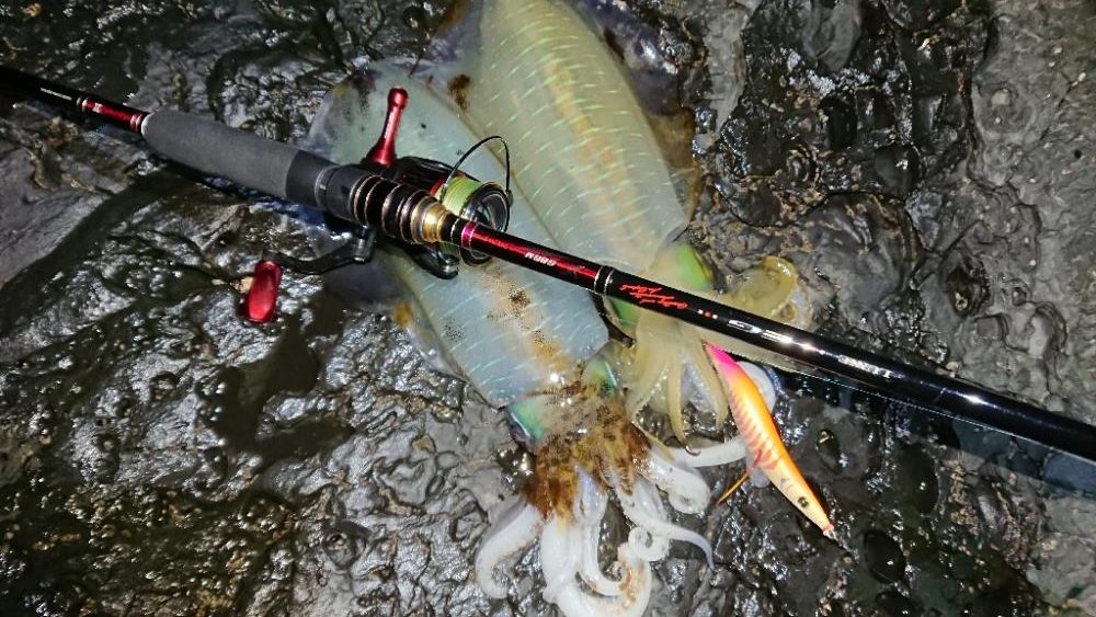 対馬エギング釣果……⑩