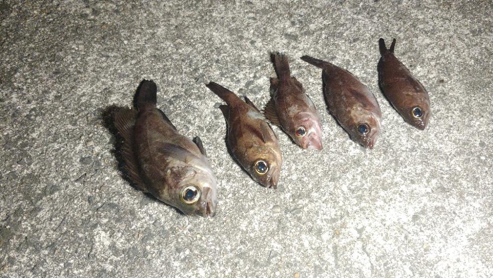 雪の降る極寒メバリング