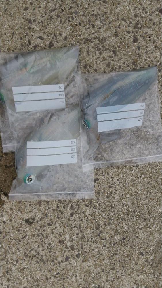 強風の中のエギング