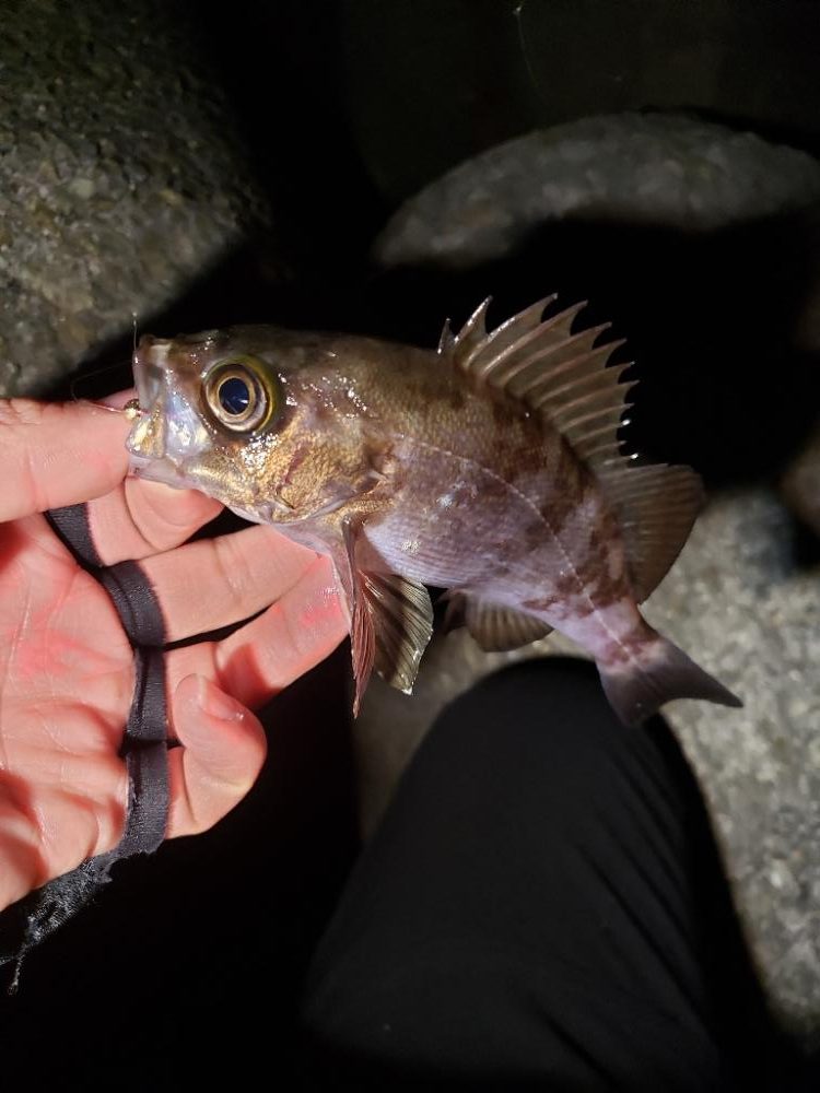 ディープ・パープルがお好きな様で