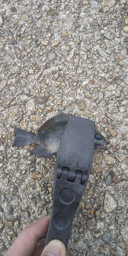 のんびり穴釣り