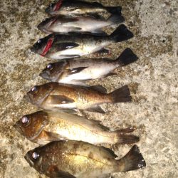 メバル居ました