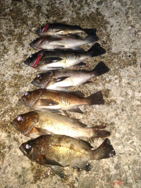 メバル居ました