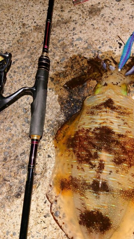 対馬エギング釣果……⑭