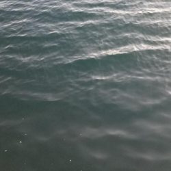 最後に釣れた大物