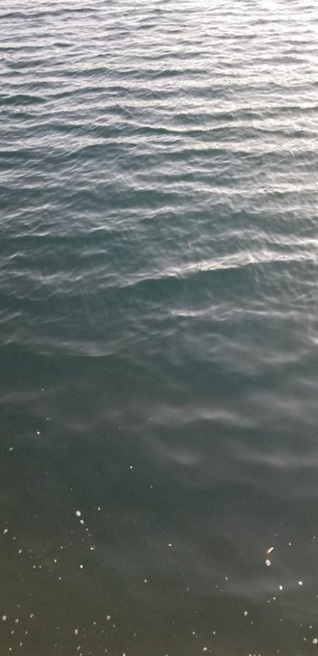 最後に釣れた大物