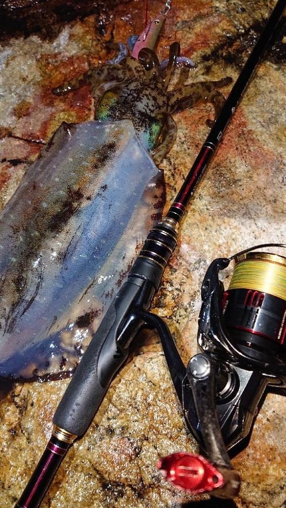 対馬エギング釣果……⑫