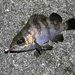 アミパターンメバルを最強アイテムで釣る！